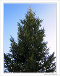 Sapin de No�l 2009