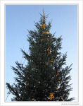 Sapin �toil�
