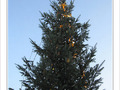 Sapin �toil� -- 25/12/09