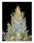 Sapin sous la neige d'argent
