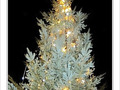 Sapin sous la neige d'argent -- 25/12/09