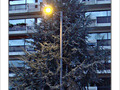 Sapin illumin� -- 23/12/07