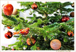 Oiseau�? Pomme�? Pomme de Pin�? -- 24/12/12