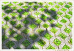Verts losanges -- 29/07/09