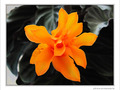 Calathea Tassmania, c'est moi -- 24/06/09