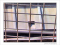 Par-dessus la lucarne -- 01/12/07