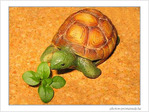 Ch�nol�phile