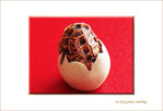 Naissance d'une Tortue