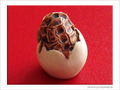 Naissance d'une tortue -- 12/11/07