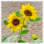 Les coeurs vers le soleil