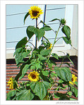 Tournesol de septembre