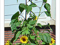 Tournesol de septembre -- 24/09/08