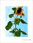 Tournesol d'Octobre