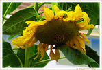 Soleil � l'ombre