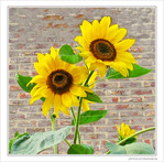 Les coeurs vers le soleil