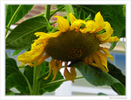 Soleil � l'ombre