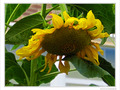 Soleil � l'ombre -- 12/09/09