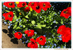 Tulipes Rouges entre Ombre et Lumi�re -- 09/05/18