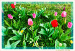 Le petit monde � nos pieds -003- 2023 -- 30/04/23