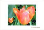 Tulipes et p�tales Brillants