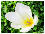 Tulipe au Vent