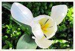 Tulipe � h�lice