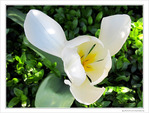 Tulipe � h�lice