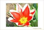 Fleur de feu -1- -- 21/06/09