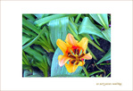 Couleurs d'Avril