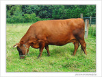 Oh la vache�! -- 21/08/08