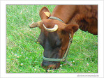Marguerite et p�querettes -- 24/08/08