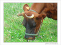 Marguerite et p�querettes -- 24/08/08