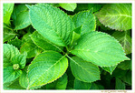 Hortensias en pr�paration