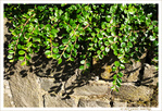 Sous le Soleil -02- �t� 2021 -- 27/07/21