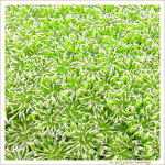 �toiles sur Vert