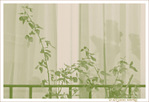 Verte transparence -- 03/03/10