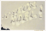 Joyeux No�l 2009 -- 24/12/09